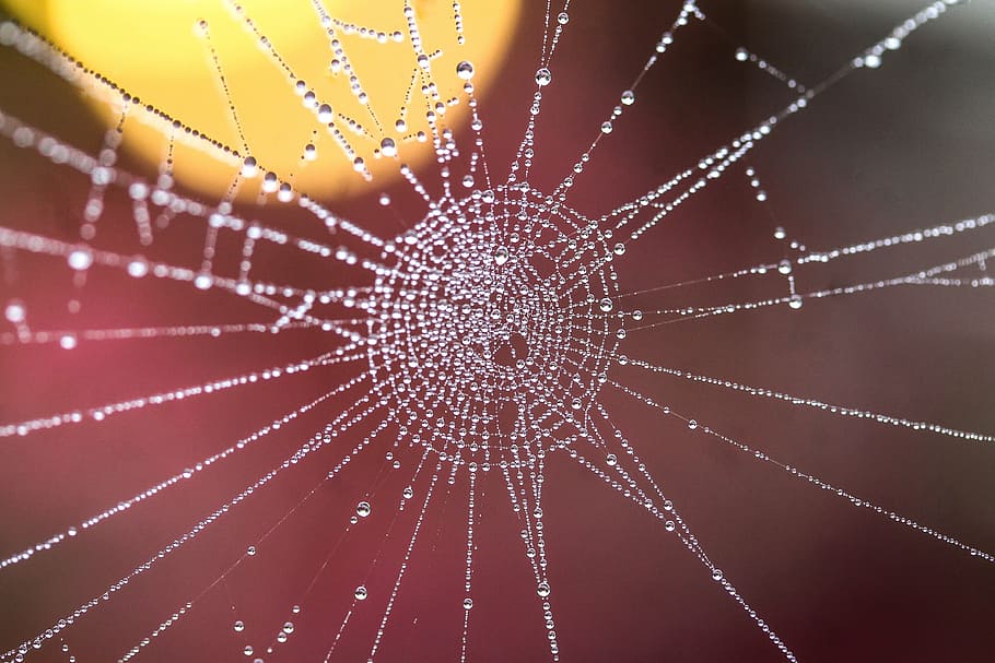 macro photo of spider web with dewdrops, water droplets, dew drops HD wallpaper