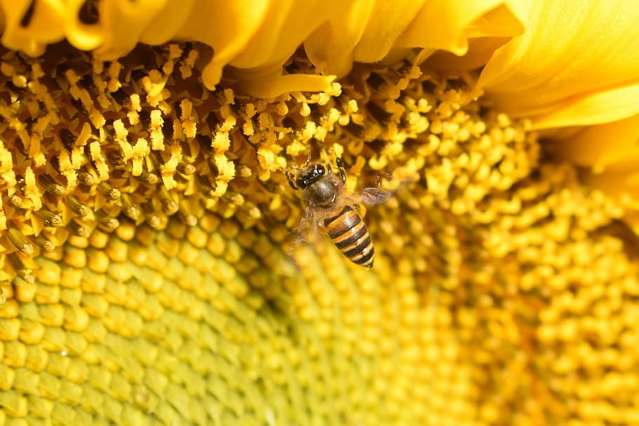fly, bee, sunflower, flowers, animal themes, animal wildlife HD wallpaper