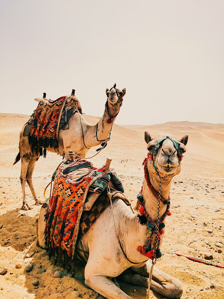 two brown camels on gray desert, sand, dry, hot, animal, sand dune HD wallpaper