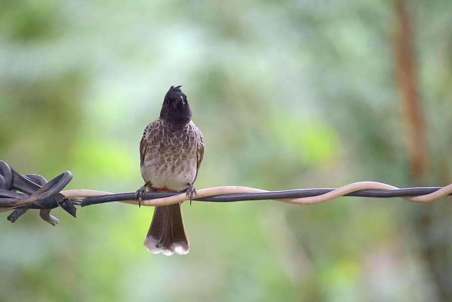 bird, nature, beak, feather, wildlife, animal, natural, colorful HD wallpaper