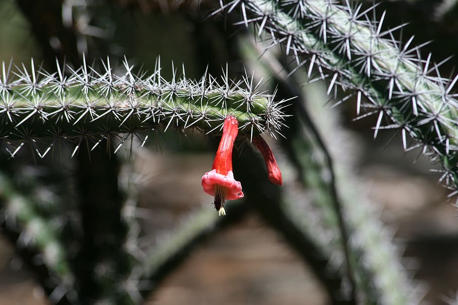 cactus, plant, botany, botanical, flower, cacti, succulent HD wallpaper