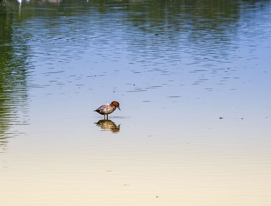 duck, lake, nature, reflection, animal wildlife, animal themes HD wallpaper