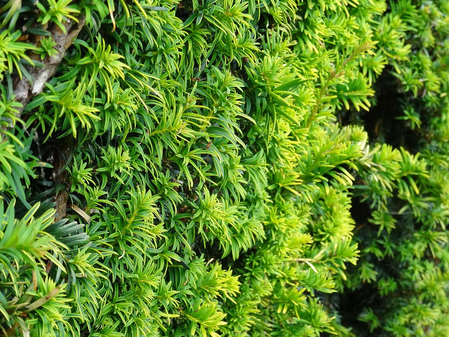 hedge, bush, leaf, leaves, nature, garden, green, gardening HD wallpaper