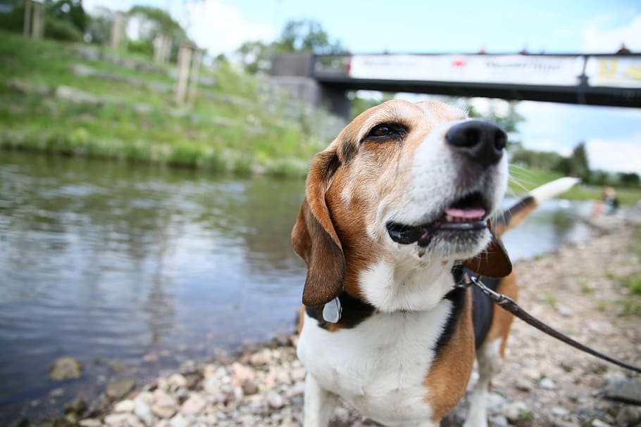 dog, beagle, river, pets, domestic, domestic animals, canine HD wallpaper
