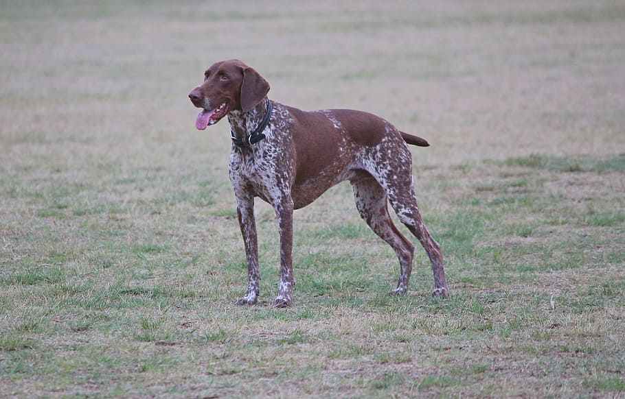 dog, pointer, brown white, large, stand, pedigree, pet, park HD wallpaper
