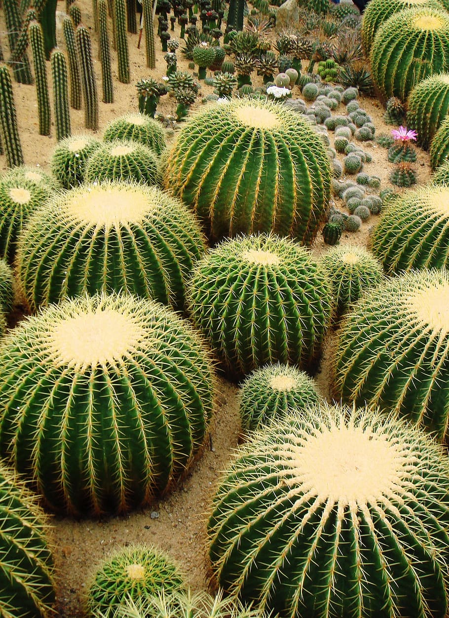 Cactus, Spiky, Prickly, Cacti, Desert, succulent, sharp, plant HD wallpaper