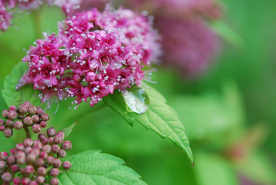 plants, pink, floral, spring, branch, wedding, fresh, love HD wallpaper