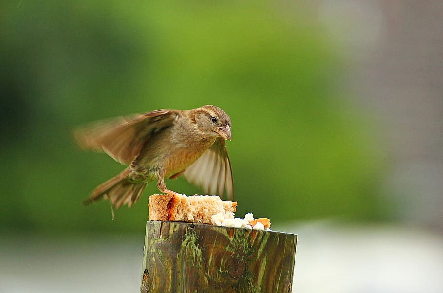 selective focus photography of bird catching bread on top of post HD wallpaper