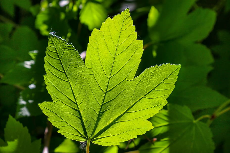 close-up photo of green l;leaf, nature, plant, back light, shine through HD wallpaper