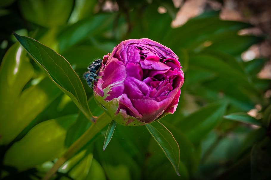 peony, bud, spider, flower, red, spring, flowering plant, beauty in nature HD wallpaper