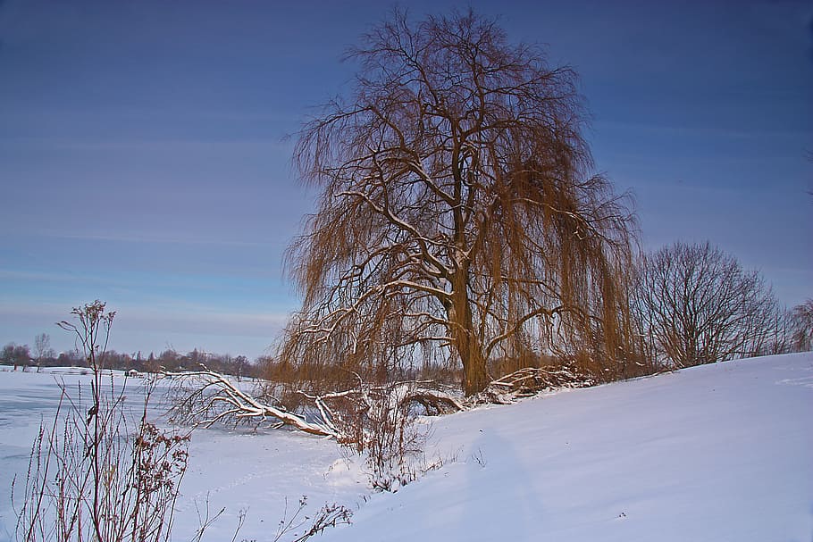 weeping willow, winter, lake, ice, snow, cold, high winter, HD wallpaper
