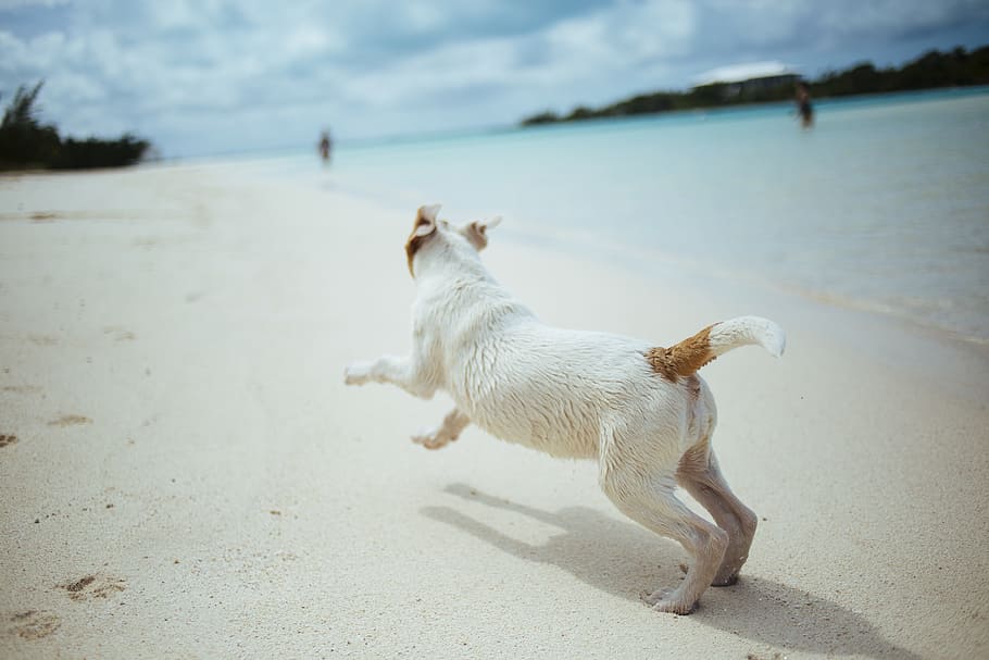 adult white and lemon Jack Russell terrier, dog, pet, animals HD wallpaper