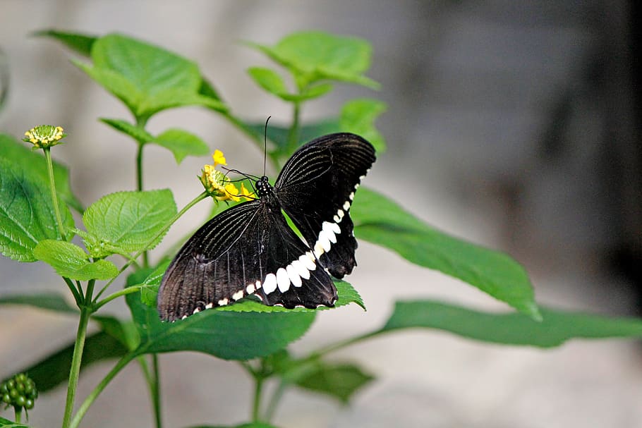 butterfly, black, insect, close, blossom, bloom, animal themes HD wallpaper