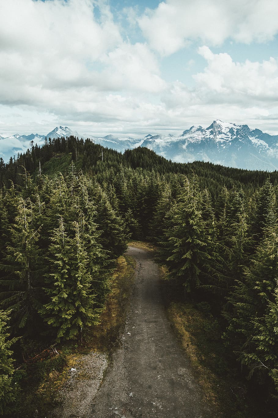 gray asphalt road between green leafed trees under cloudy sky during daytime high-angle photography, rough road between the green pine trees HD wallpaper