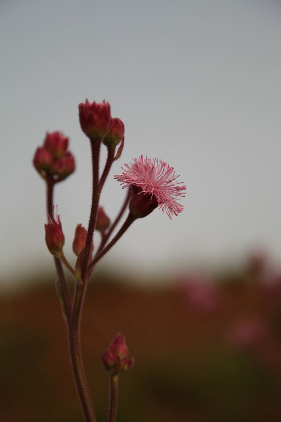 Flower, Sunset, Landscape, Nature, sky, ecological, pink color HD wallpaper
