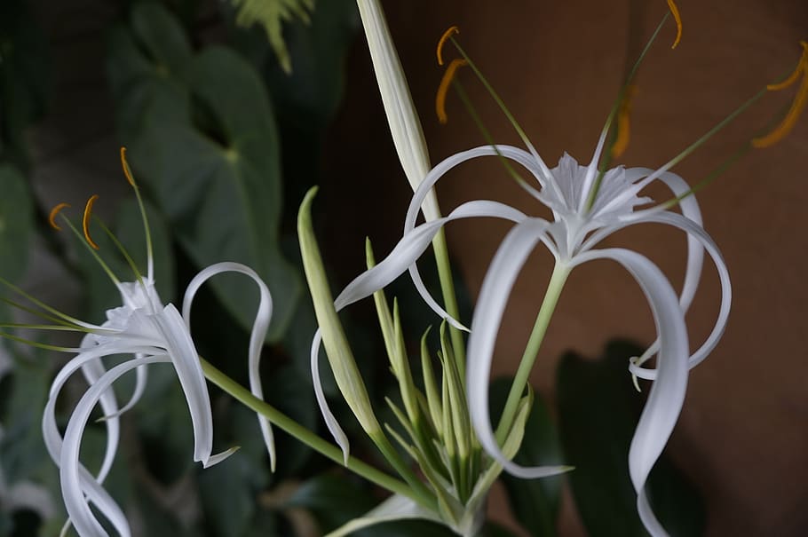 white flower, bromelia, soft, plant, growth, beauty in nature HD wallpaper