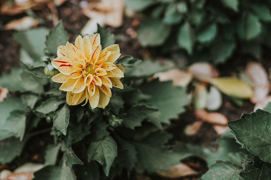 close-up photography of yellow and red dahlia flower, green HD wallpaper
