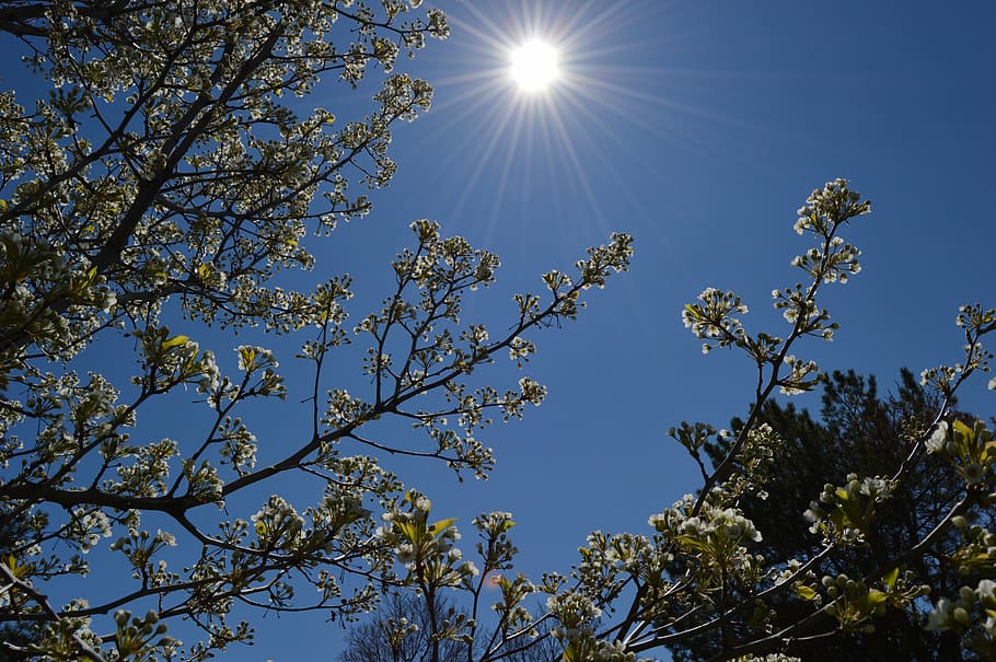 spring, sky, sun, day, tree branches, sunny, sunlight, happiness HD wallpaper