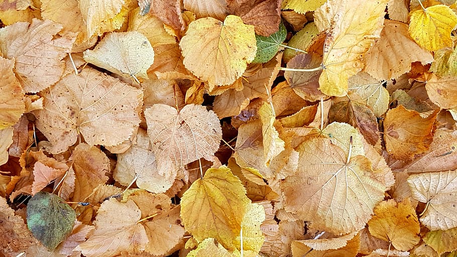 yellow leaves during day time, texture, background, fall foliage HD wallpaper