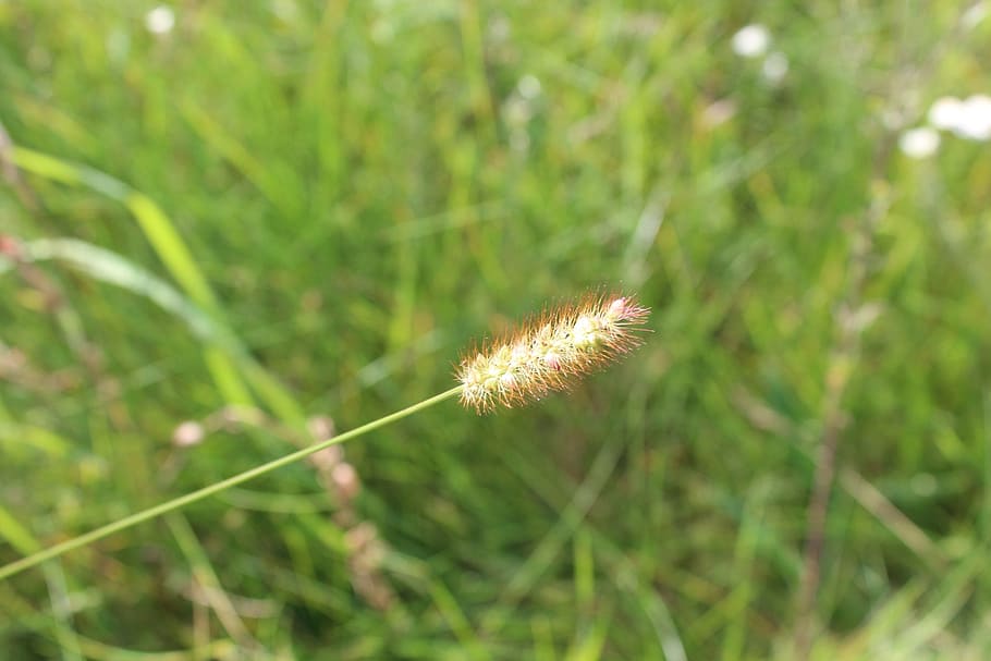 meadow, nature, grass, summer, green, blade of grass, kłos HD wallpaper