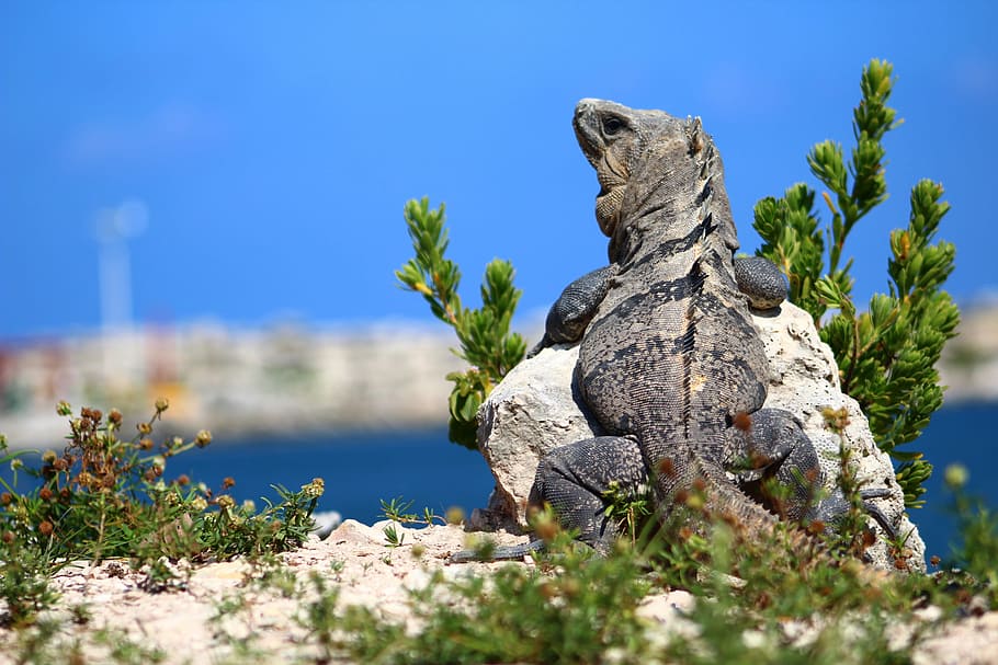 nature, travel, sky, tree, iguana, lizard, ocean, no people HD wallpaper