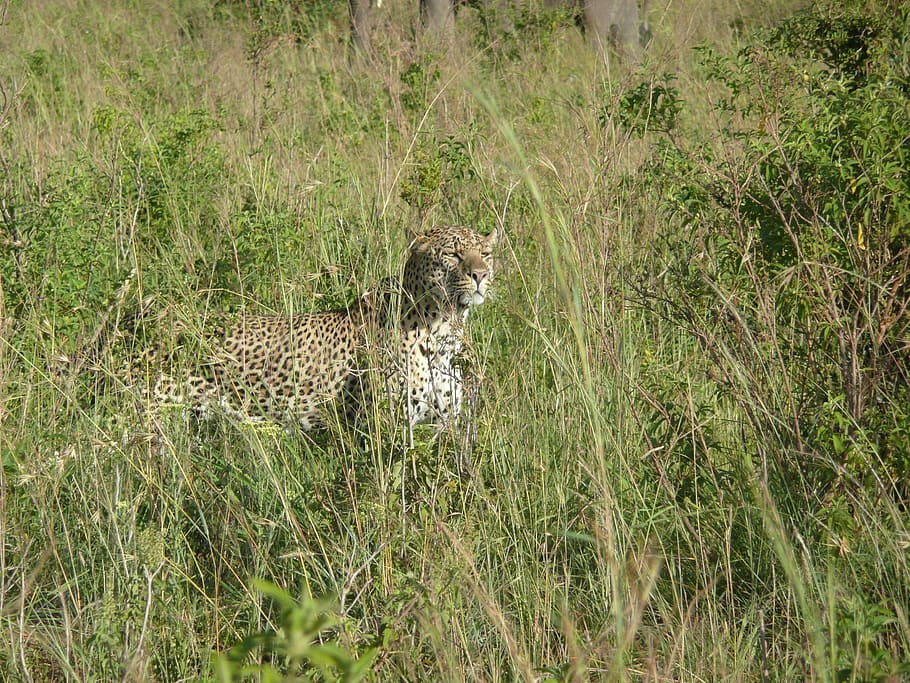 leopard, cat, animal, african, nature, kenya, grass, wild, masai HD wallpaper