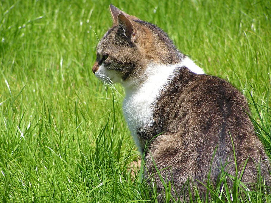 cat, grass, pets, animals, fluffy cat, closeup, green, one animal HD wallpaper