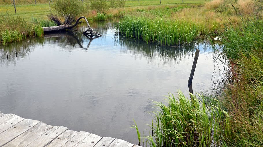 pond, web, mirroring, grass, lake, nature, water, boardwalk HD wallpaper