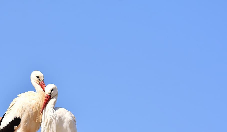 Storks, Pair, Birds, Fly, rattle stork, bill, monkey mountain salem HD wallpaper