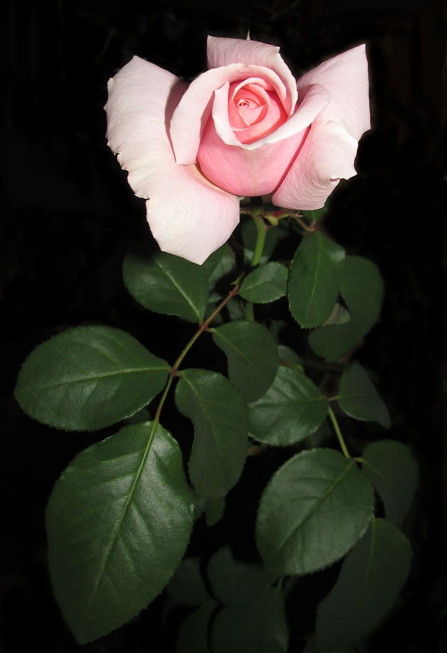 flower, leaf, flora, nature, beautiful, plant, plant part, beauty in nature HD wallpaper