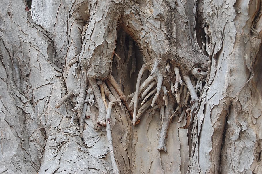 log, root, bark, overgrown, wood, tree, nature, tree root, tribe HD wallpaper