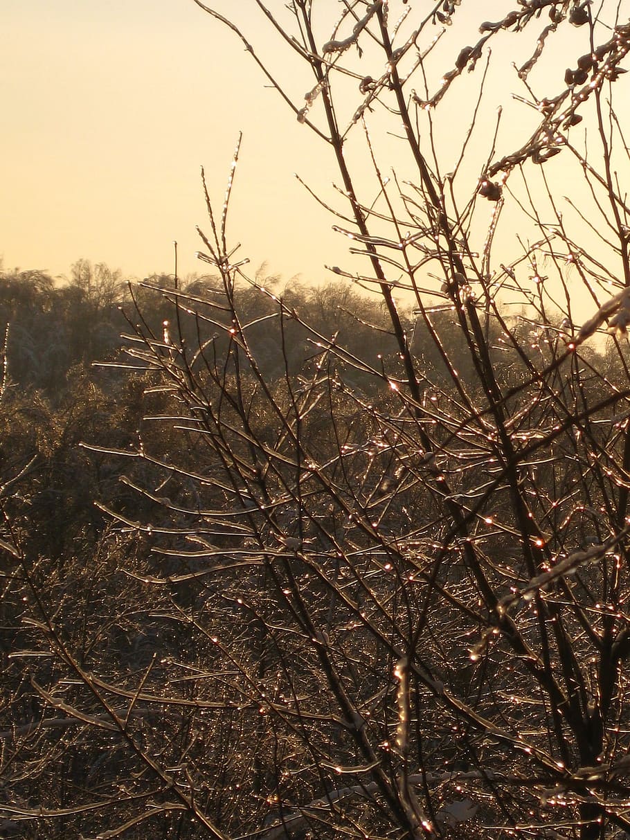 winter, spring, zing rain, branch, ice, winter sun, tree, trees HD wallpaper