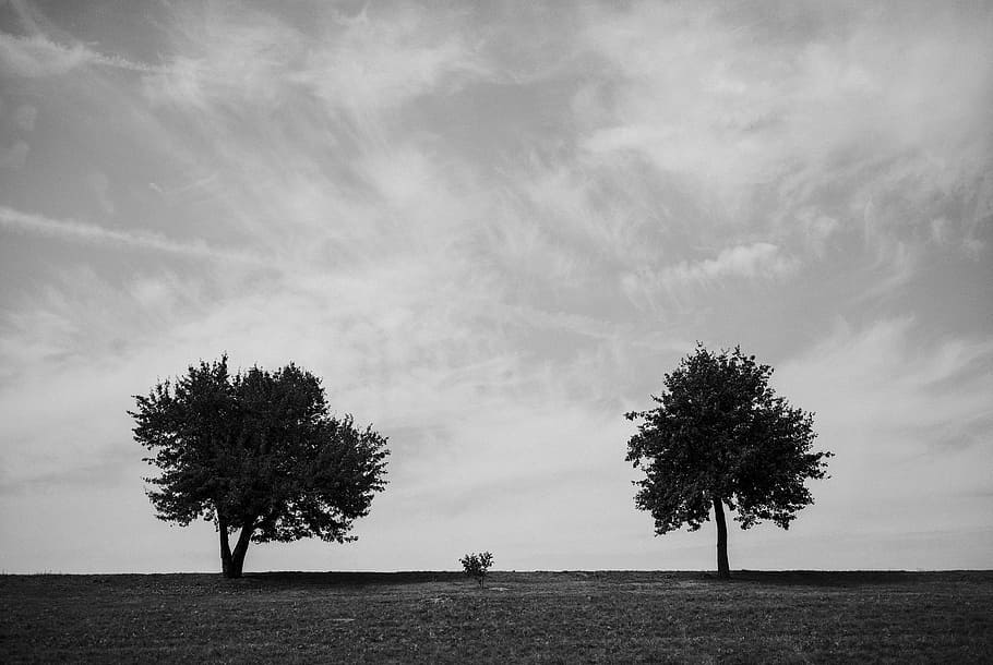 grayscale photo of trees under clouds, monochrome, minimal, landscape, HD wallpaper