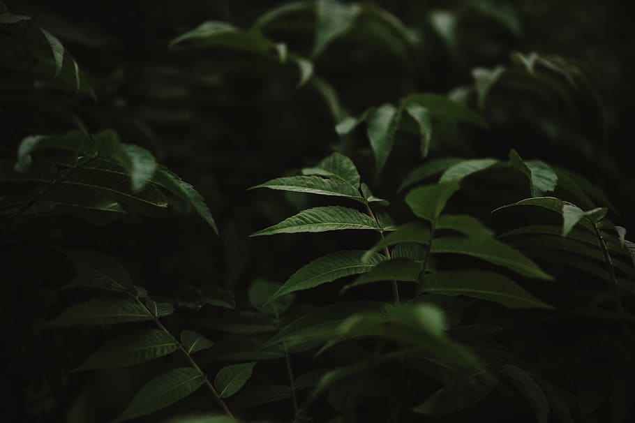 green leafs, green leaf plant, low light photography, elliptic, HD wallpaper