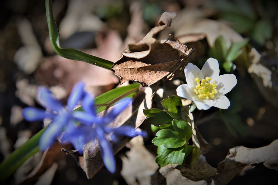 flower, forest, foliage, spring, faye, into the woods, dried leaves HD wallpaper