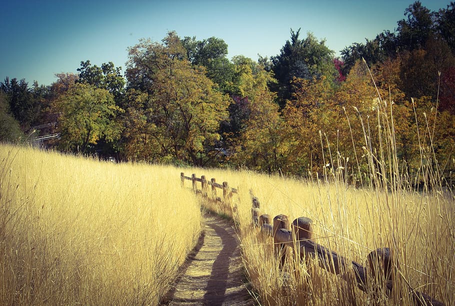 pathway in between plant field, Boise, Camel'S Back, Fall, Autumn HD wallpaper