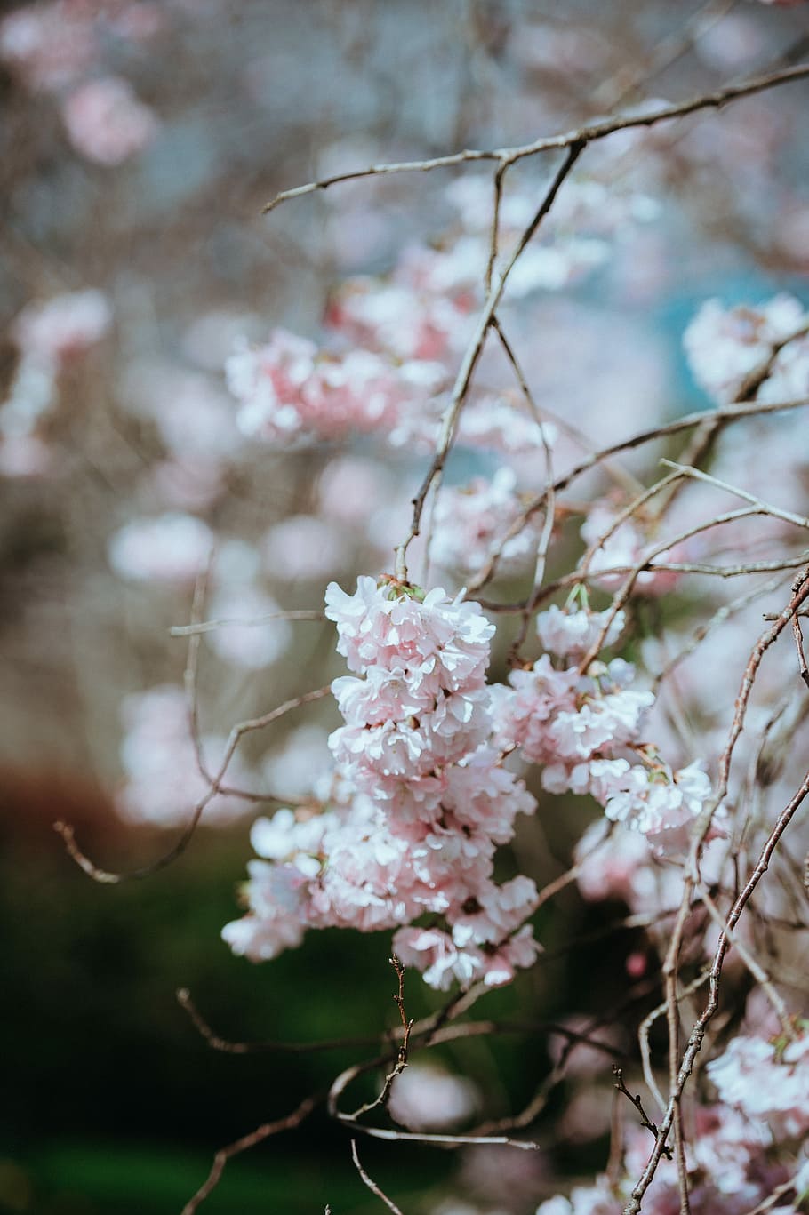 selective focus photography of cherry blossom tree, nature HD wallpaper