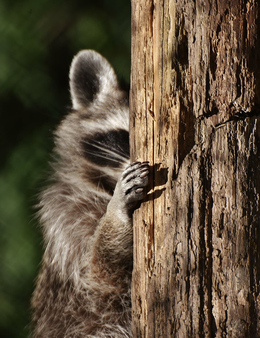 Hd Wallpaper Black Animal On Brown Tree Trunk Raccoon Hide