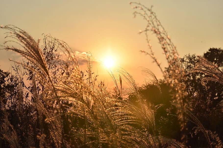 sunset, plant, sky, growth, beauty in nature, sunlight, tranquility HD wallpaper