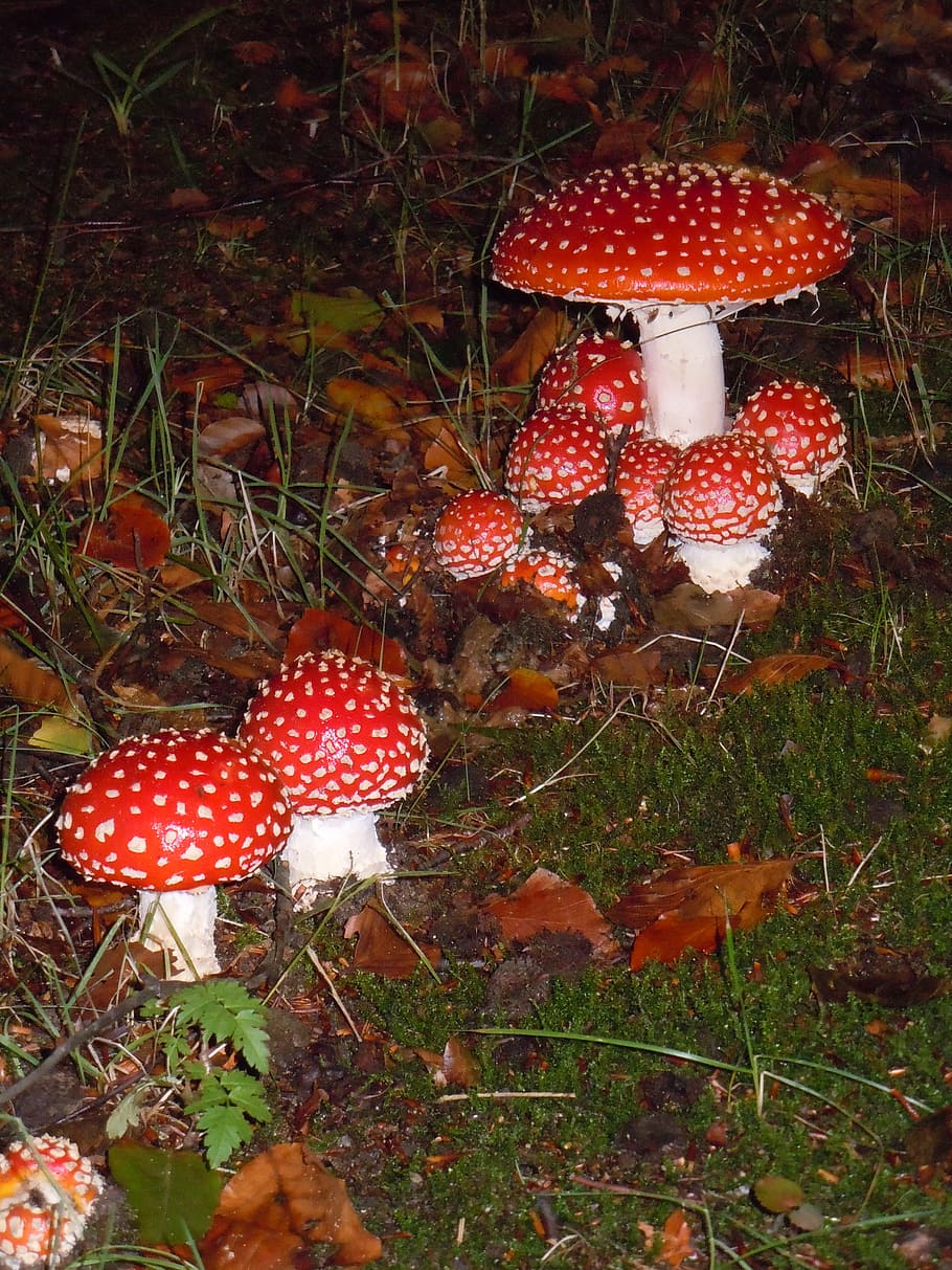 mushroom, nature, agaric, food, fungus, fly agaric mushroom HD wallpaper
