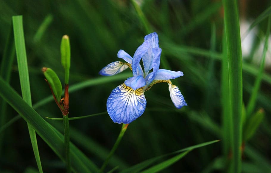 Flower, Blue, Grass, Grass, Green, Green, Plant, nature, fragility HD wallpaper