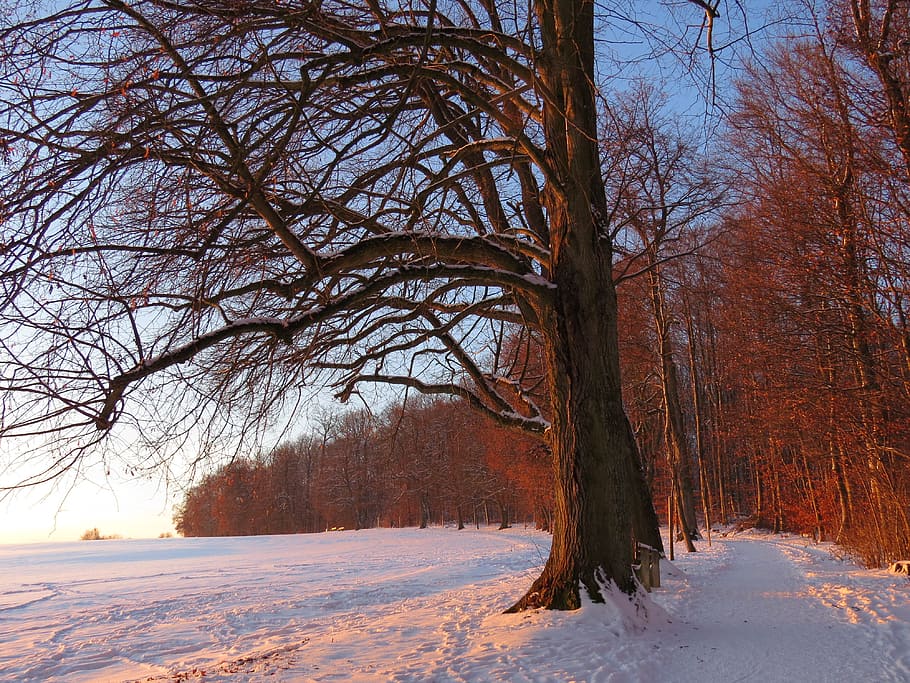 afterglow, tree, sunset, abendstimmung, romance, wintry, seem to HD wallpaper