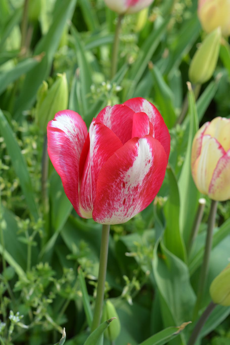 tulip, red, flower, plant, flowering plant, beauty in nature HD wallpaper