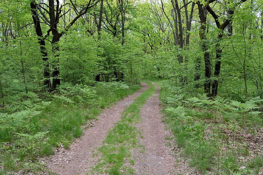 Forest, Trees, Nature, Summer, Way, the way, road, plant, no people HD wallpaper