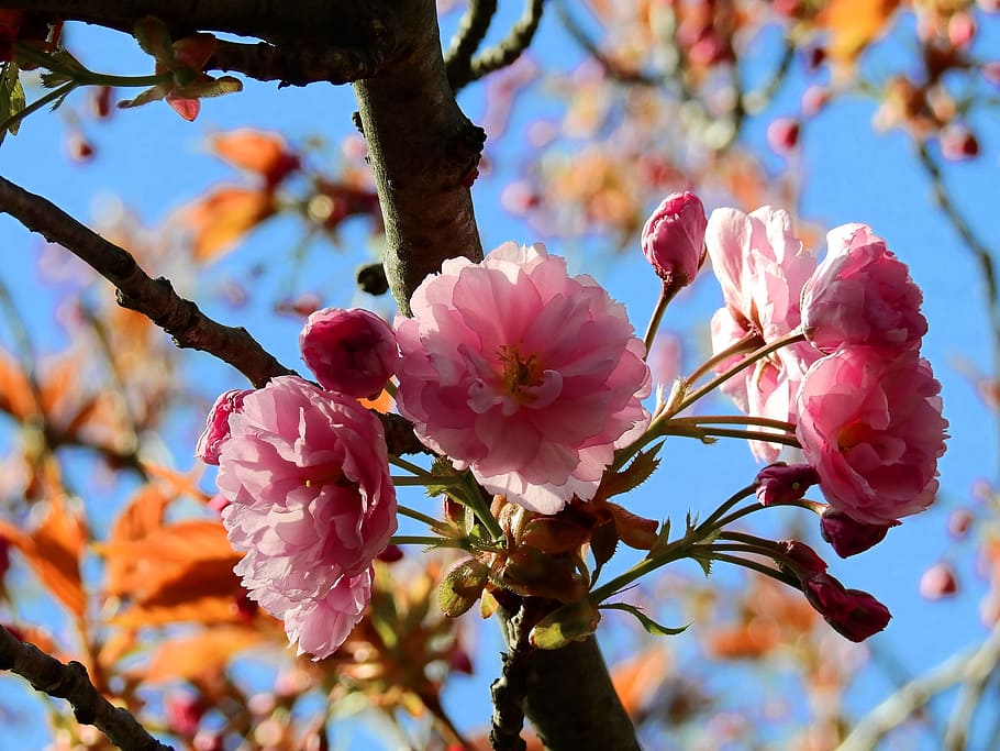 blossom, bloom, tree, spring, nature, japanese cherry, flower HD wallpaper