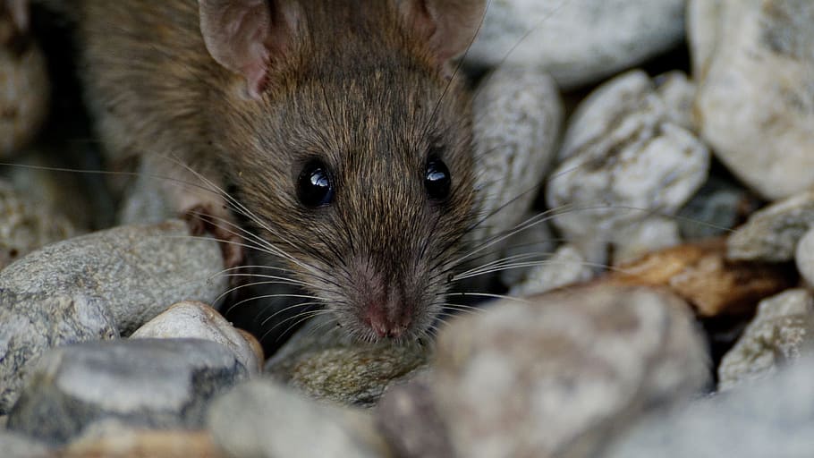 mouse, nager, animal, cute, rodent, brown, nature, mammal, funny HD wallpaper