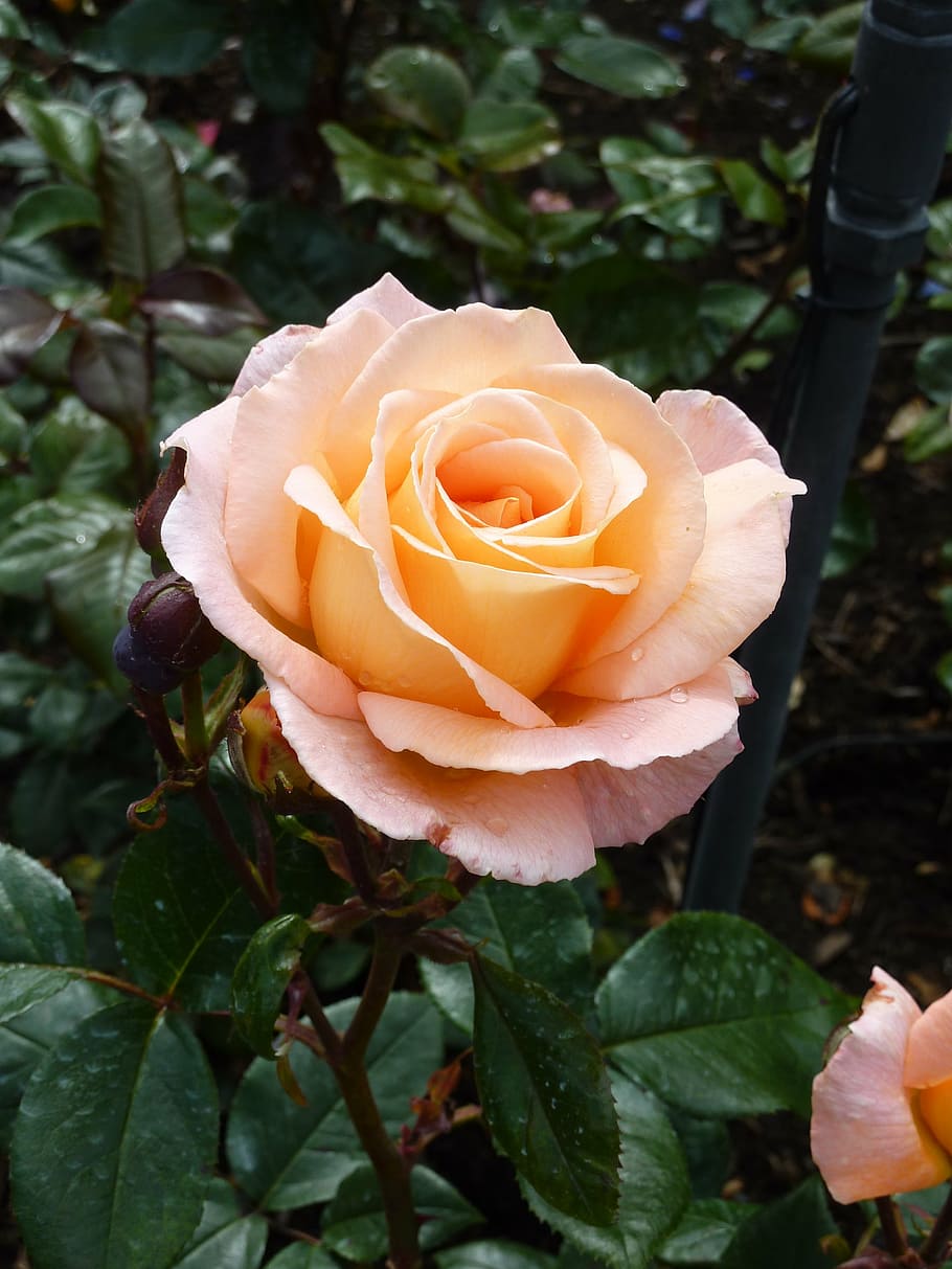 rose, blossom, bloom, close, apricot, garden roses, single flower HD wallpaper