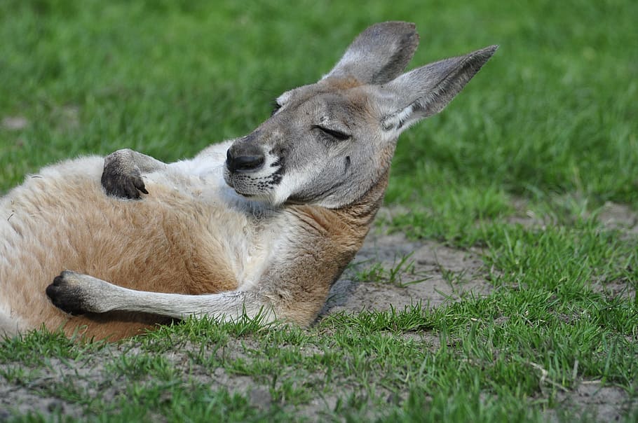 kangaroo on green grass during daytime, it lies, zoo, lying, animal, HD wallpaper