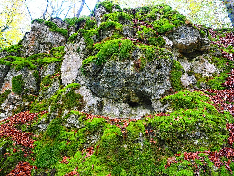 green grass, stone, moss, bemoost, overgrown, of course, forest HD wallpaper