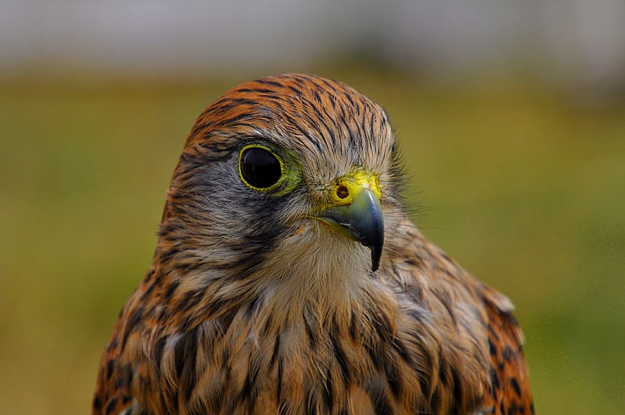 bird, eagle, predator, animal themes, one animal, vertebrate HD wallpaper